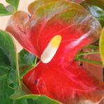 Vivero_Correa